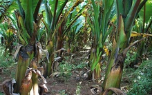 Loại cây trông giống chuối này có thể là lời giải cho bài toán lương thực của hàng trăm triệu người trong tương lai gần