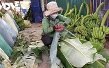 Chuối Tết ở Khánh Hòa khan hàng, tăng giá