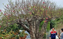 Đào khủng có dáng "bàn tay lộc" được hét giá gần 100 triệu