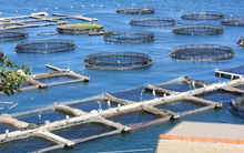 SeaProdex (SEA) nhận hơn 1.200 tỷ đồng cổ tức từ Cám Con Cò, báo lãi quý 4 gấp 82 lần cùng kỳ