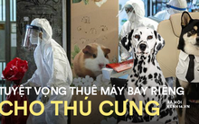 Tháo chạy khỏi Hong Kong: Tuyệt vọng thuê chuyên cơ riêng cho thú cưng để bỏ trốn khỏi nơi có quy định Covid khắt khe nhất thế giới