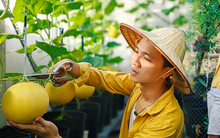 Chàng kiến trúc sư trẻ biến sân thượng thuê trọ thành vườn cây trái sum suê, nổi bật giữa trung tâm Sài Gòn