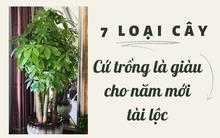 7 loài cây hoa được mệnh danh là ‘cây phú quý’: Vừa mang ý nghĩa tốt lành vừa hút tài lộc cho gia chủ, càng trồng nhiều thì càng giàu!