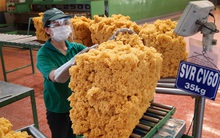 Xuất khẩu cao su cán mốc 3 tỷ USD sau 10 năm, lợi nhuận quý 4 của Tập đoàn Cao su (GVR) ghi nhận giảm 44% cùng kỳ năm trước