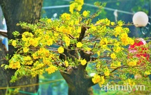 HOT: "Cụ mai" cổ thụ 100 tuổi trị giá 6,1 tỉ đồng cập bến Công viên Tao Đàn, có gì mà đắt thế?