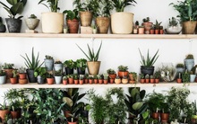 Tưởng cây cảnh bị bệnh, shop bán với giá rẻ, sau mới té ngửa phát hiện đó là cây quý hiếm