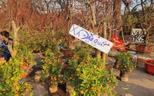 Chuyện lạ ngày Tết: tiểu thương ồ ạt treo biển giảm giá, xả hàng đào, quất..., nhiều cây giá chưa đến 200.000 đồng