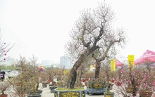 Hà Nội: Đào 'khủng' hạ giá cho thuê một nửa nhưng chưa khách nào chọn