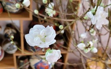 Bạch đào tiền triệu, hiếm có, khách muốn đặt tiền trước, chủ hàng vẫn lắc đầu