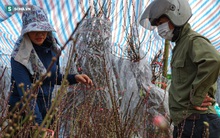 Vượt nghìn km rời miền Bắc, đào tiến vua nhận sự lạnh nhạt giữa đất Nam