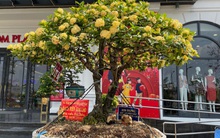 Chậu mẫu đơn hai thân ngang giá Vinfast President ở chợ hoa biên giới