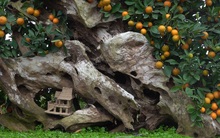 Chiêm ngưỡng cây quất thế "căng buồm vượt trùng dương" giá trăm triệu tại Hà Nội