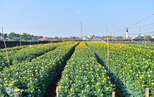 Không còn cảnh cắt hoa đầy đồng, nông dân những vựa hoa lớn nhất miền Bắc phấn khởi: "Tết năm nay có lá dong rồi"