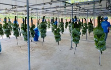 "Chốt" lượng lớn cổ phiếu HAG ngay đỉnh cao, lãi tự doanh Chứng khoán Công Thương đột biến lên 148 tỷ đồng trong quý 4/2021