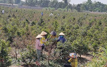 Lo thất thu vụ hoa kiểng Tết