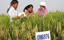 Tại sao giáo viên không được mua, nhận tặng cho đất trồng lúa?