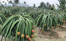 Trái thanh long Tiền Giang rớt giá, nhà vườn, doanh nghiệp âu sầu