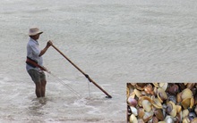 Cào thứ tưởng bỏ đi, thu tiền triệu mỗi ngày