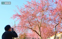 Dãy hoa anh đào rực nở ngày cận Tết, đẹp như "xứ Hàn" ở miền biên giới