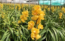 Người trồng hoa lan Đà Lạt điêu đứng vì tai họa kép