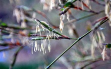 Giải mã bí ẩn loại cây hễ kết trái là xảy ra thảm họa ở TQ, Ấn Độ: Mọc đầy tại Việt Nam