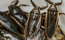 Nam thanh niên kiếm nửa tỉ mỗi năm nhờ nghề nuôi cà cuống