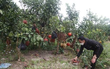 Nông dân thu hàng trăm triệu đồng từ giống bưởi đỏ dịp Tết