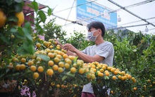 Cây kiểng, hoa tết xuống phố sớm, tiểu thương thăm dò sức mua