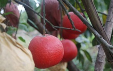 Nông dân thu hàng trăm triệu đồng từ giống bưởi đỏ dịp Tết