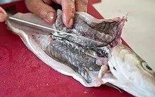 Những loại cá không nên ăn vì chứa nhiều thủy ngân, dễ nhiễm độc