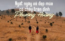 Ngắm mùa cỏ cháy đẹp thơ mộng trên đồi Phượng Hoàng, Quảng Ninh
