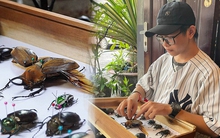 "Báu vật" hơn 200 mẫu tiêu bản bọ cánh cứng của chàng trai Gen Z
