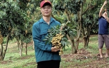 Chuyện những tỷ phú nông dân nơi đại ngàn