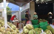 Làm rõ vụ mã vùng trồng sầu riêng của người dân biến thành của doanh nghiệp