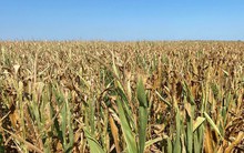 Hạn hán nghiêm trọng ở Mỹ