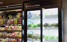 Ai Cập: Trồng rau trong... tủ mát ở siêu thị