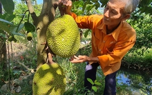 Khó đỡ với giá mít Thái và sầu riêng ở miền Tây