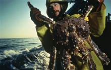 Hàng tỷ con cua khổng lồ biến mất một cách bí ẩn khỏi Alaska