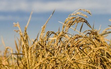 Trung Quốc giới thiệu giống lúa mới cho thu hoạch nhiều năm, không cần gieo hạt lại