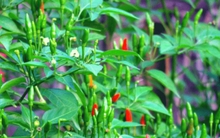 Loại quả xưa mọc dại ít người hái, nay giá lên đến gần triệu đồng 1kg