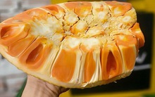 Đến 330.000 đồng/kg mít ruột đỏ đã lật múi nhưng vẫn không có hàng bán