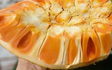 Đến 330.000 đồng/kg mít ruột đỏ đã lật múi nhưng vẫn không có hàng bán