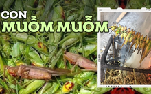 Đặc sản đồng ruộng chỉ xuất hiện khi mùa lúa chín, giá gần 300 nghìn/kg mà ai cũng thích mua