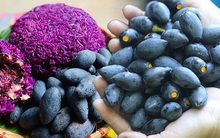 Trám cuối thu - Tặng phẩm dung dị từ núi rừng, từng được coi là 'thịt của người nghèo'