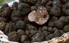 Sản vật mang hình thù xấu xí nhưng lại là 'kim cương' trong giới ẩm thực, đắt bậc nhất thế giới