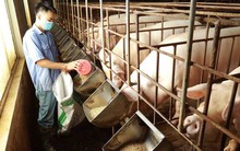 Giá lợn hơi giảm sâu