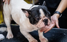 Ảnh: Chăm sóc chó Bull Pháp, 9X kiếm tiền tỷ mỗi năm