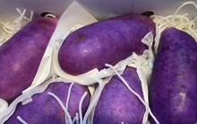 Hà Nội: Nho tím khổng lồ có giá gần nửa triệu đồng/quả