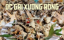 Loại ốc nổi tiếng của Phú Quốc có giá 270.000 đồng/kg