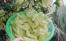 Loại cây lá rụng đầy không ai nhặt lại là đặc sản chỉ có ở miền Tây, giá 90.000 đồng/kg